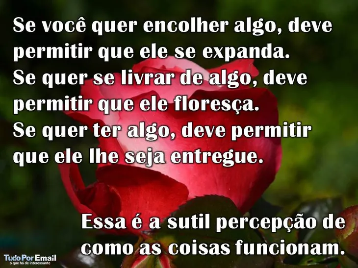 10356 91191 - Frases Taoistas