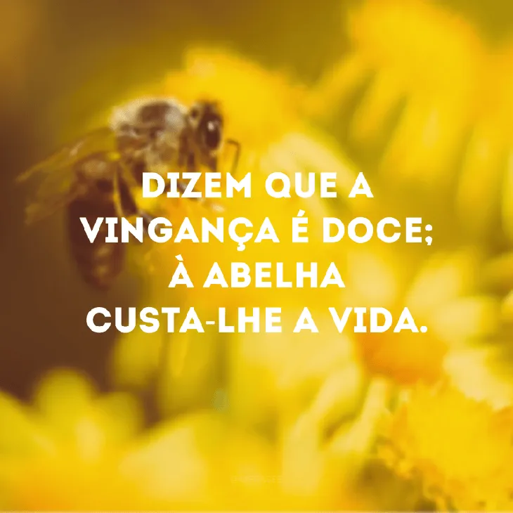 1068 34393 - Frases De Vingança