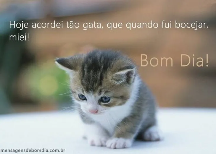 1084 54797 - Bom Dia Gata