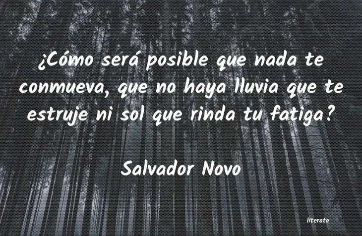 1424 94837 - Frases Sobre Salvador