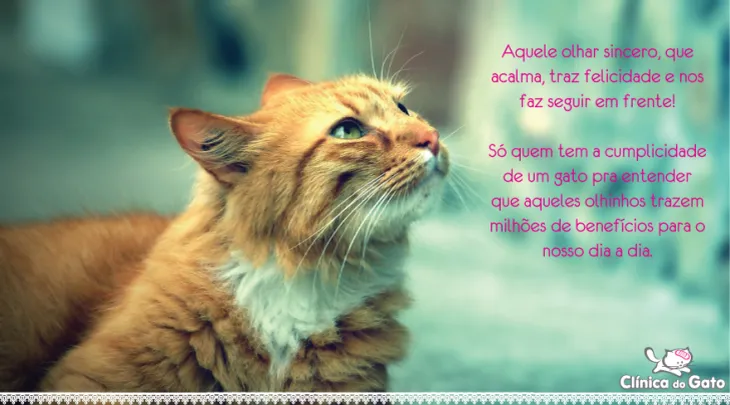 1452 31895 - Frases Sobre Gatos