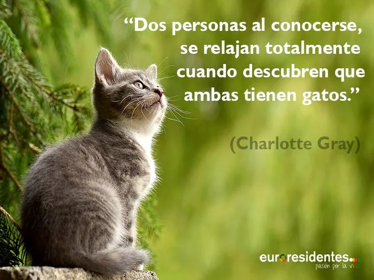 1452 31897 - Frases Sobre Gatos