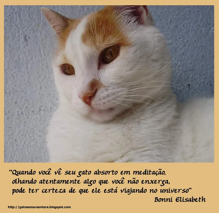 1452 31903 - Frases Sobre Gatos