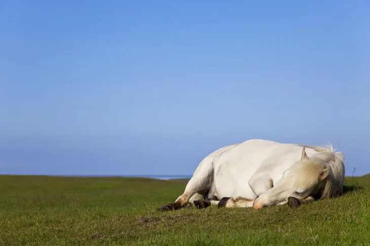 3009 101054 - Cavalo Dorme Em Pé