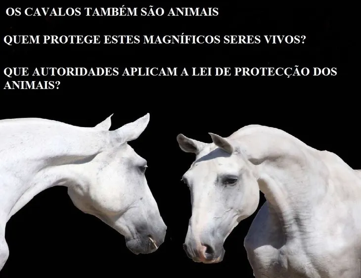 3488 109322 - Frases De Cavalo