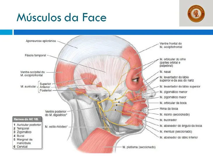 4217 18090 - Rima Da Boca