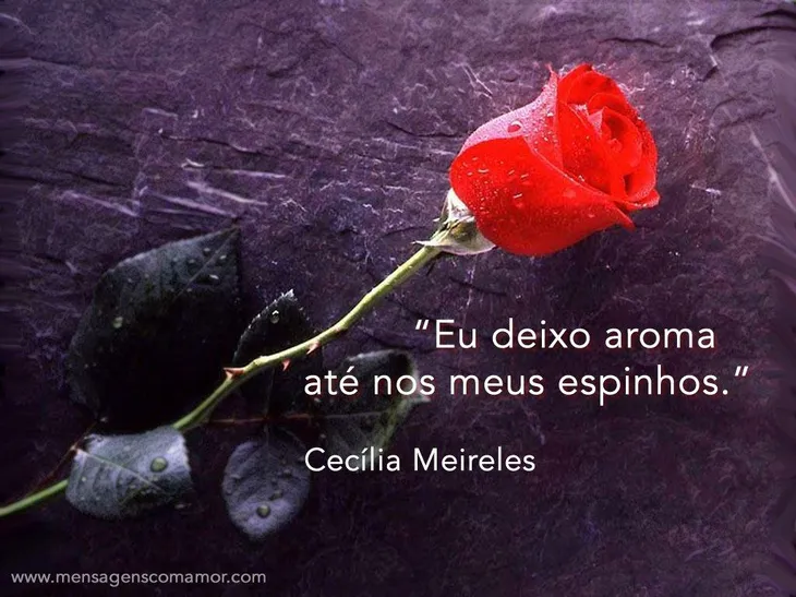 5362 80397 - Frases De Amor Cecilia Meireles