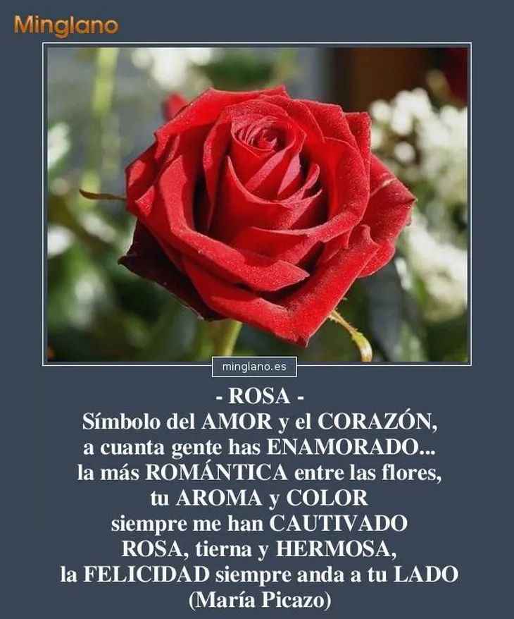 5809 5541 - Frases Sobre Rosas