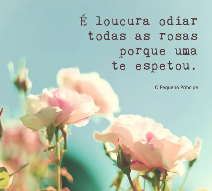 5809 5551 - Frases Sobre Rosas