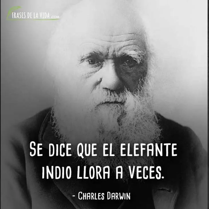 6202 12667 - Frase De Charles Darwin