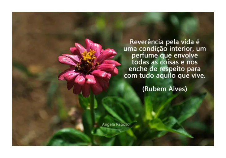 6496 29320 - Rubem Alves Frases