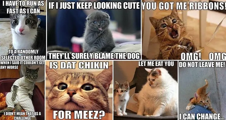 6628 8601 - Cat Memes