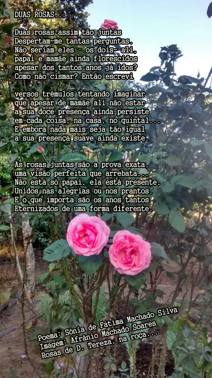 6651 9573 - Poema Sobre Rosas