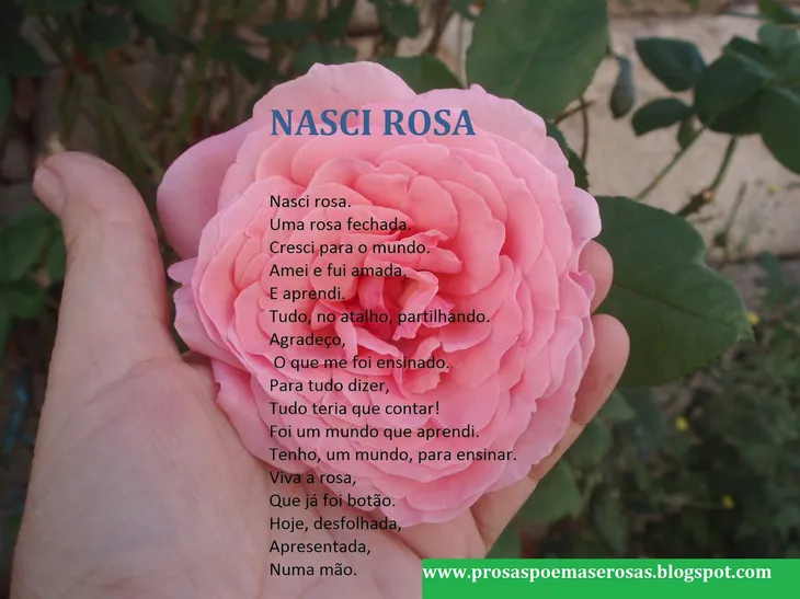 6651 9591 - Poema Sobre Rosas