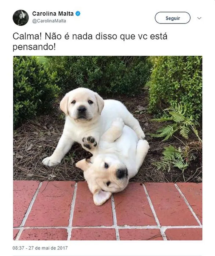 6699 48551 - Memes De Cachorro