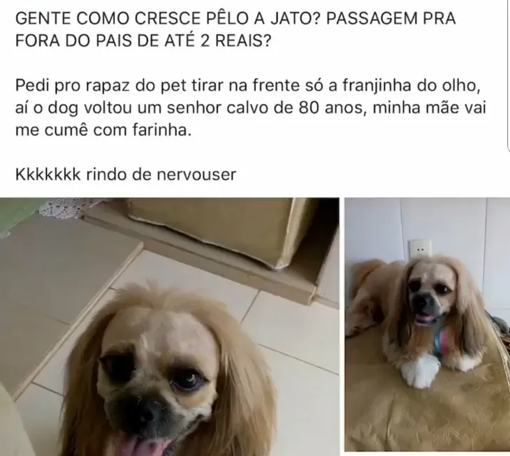 6699 48553 - Memes De Cachorro