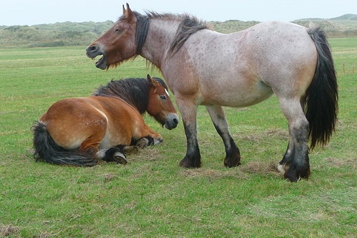 5e42a07fcf757 - Cavalo Dorme Em Pé